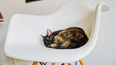 花斑猫在椅子上
